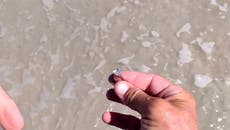 Moment metal detectorist finds lost $40,000 diamond ring buried on Florida beach