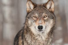 How did we fall in love with wolves?