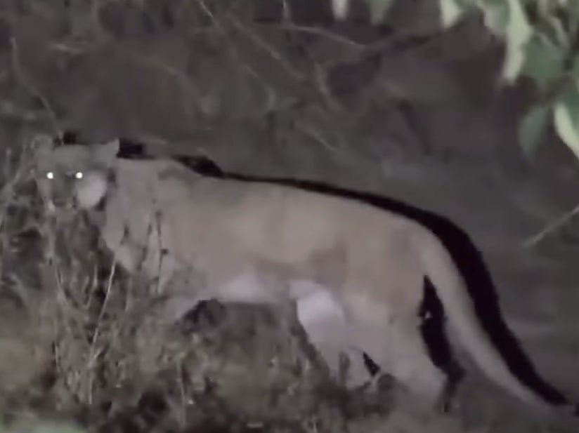 A mountain lion killed a chihuahua on a walk in the Hollywood Hills