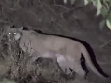 CCTV footage shows mountain lion butchering pet Chihuahua
