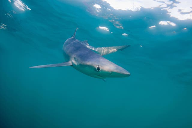 A blue shark in waters off Cornwall (Alamy/PA)