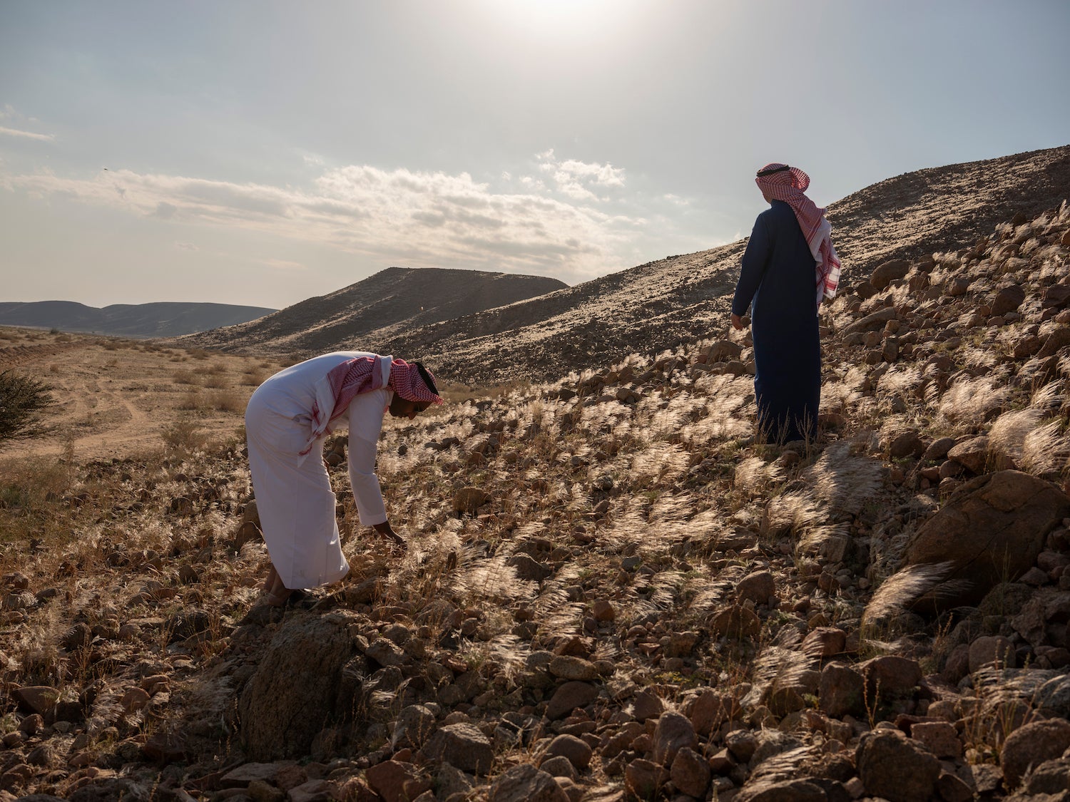 Scientists from the National Centre for Wildlife inspect new growth in areas where grazing has been banned