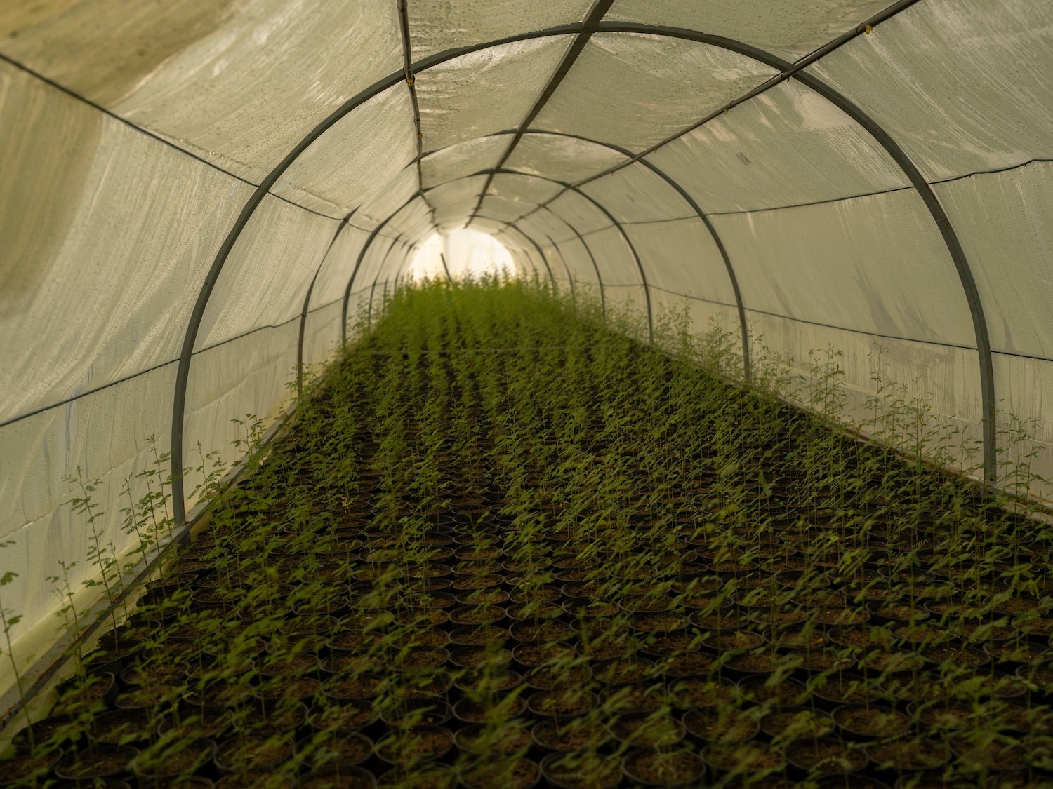 Land capital: nursery near Riyadh feeding the NEOM reserve