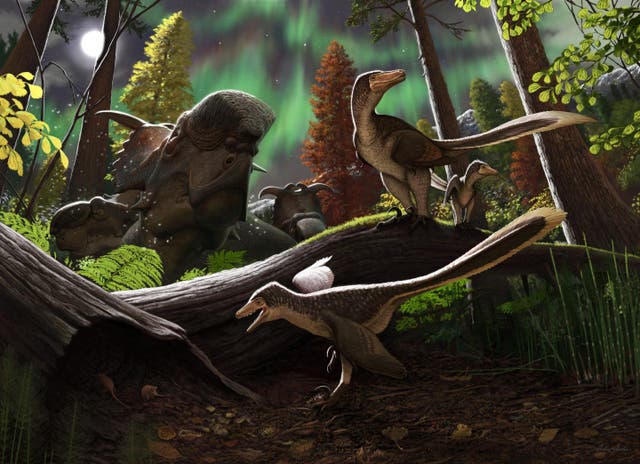 <p>Illustration showing juvenile Arctic dromaeosaurid dinosaur</p>