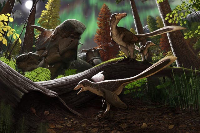 <p>Illustration showing juvenile Arctic dromaeosaurid dinosaur</p>