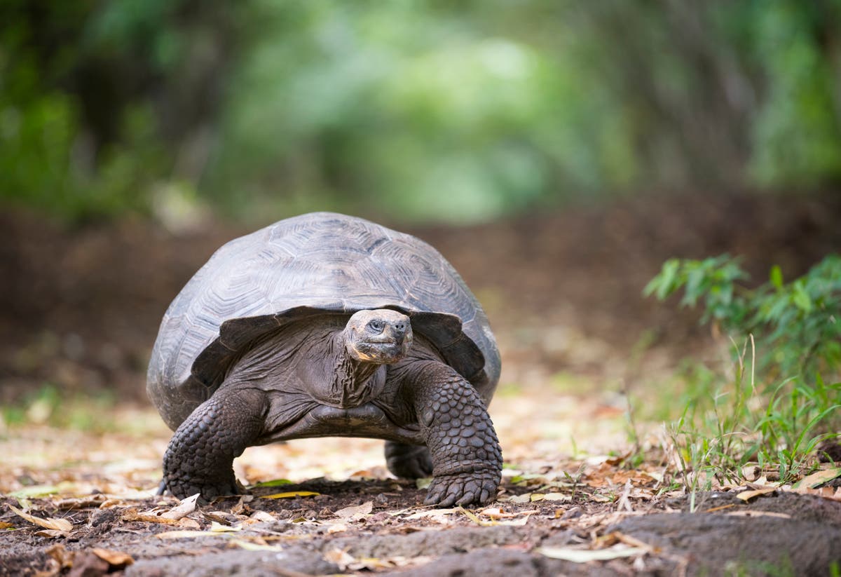 Turtles and tortoises make noises to communicate and some ‘won’t stop ...