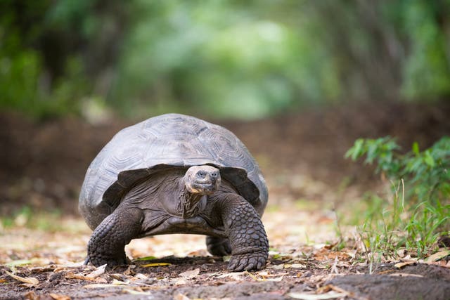 <p>This groundbreaking discovery in turtles and tortoises is believed to date back 400 million years ago </p>