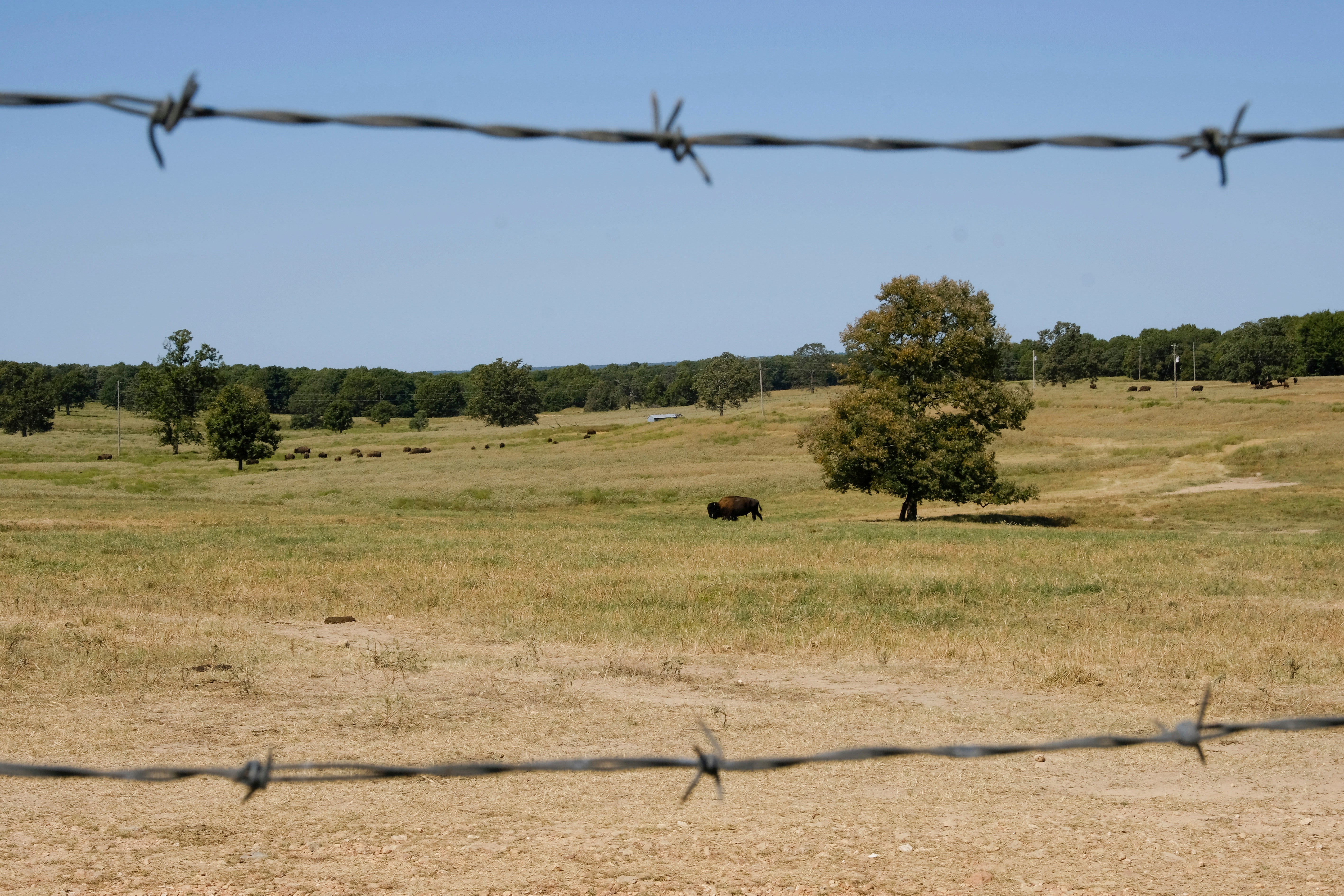 Bison Herd Restoration Native Spirituality