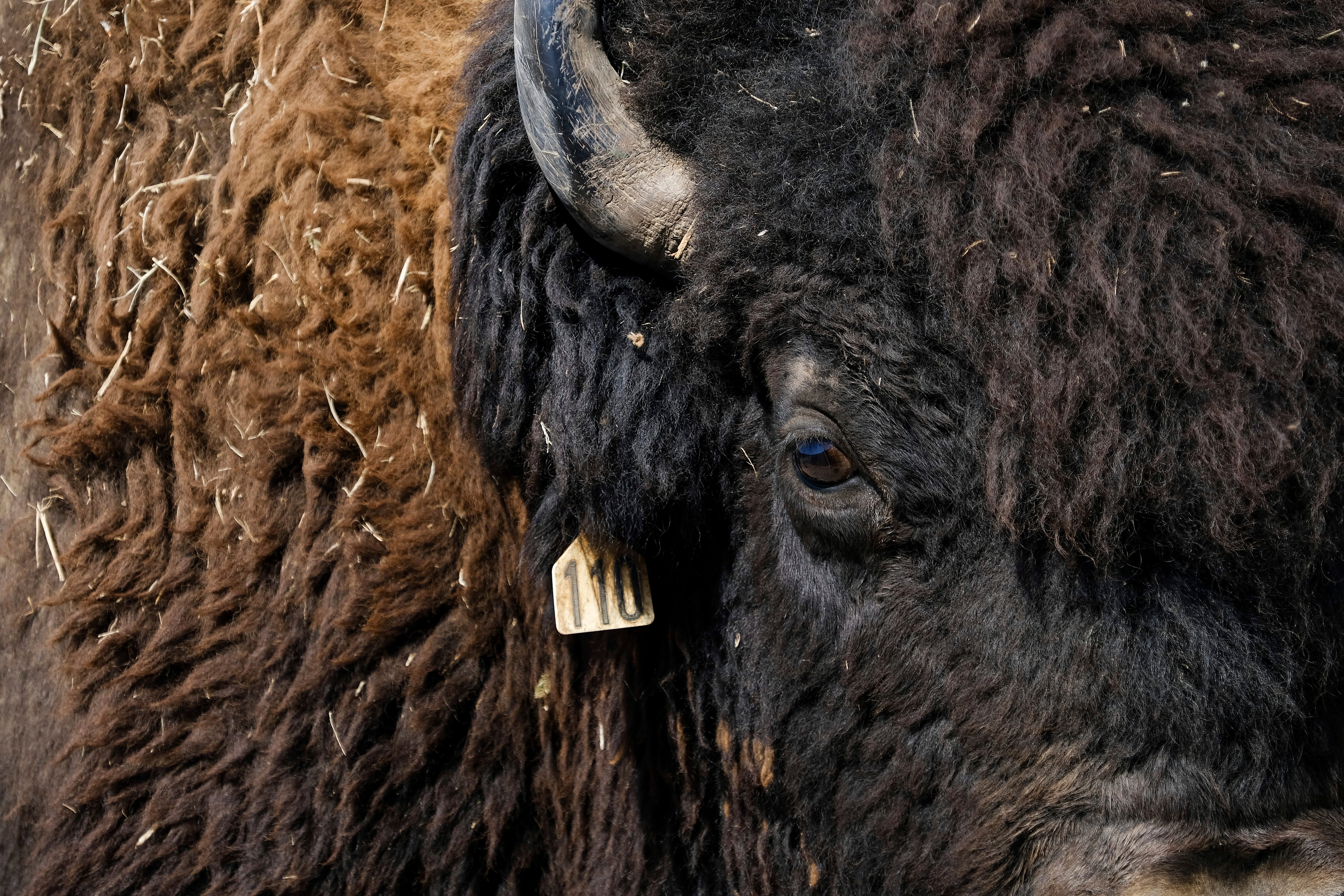 Bison Herd Restoration Native Spirituality