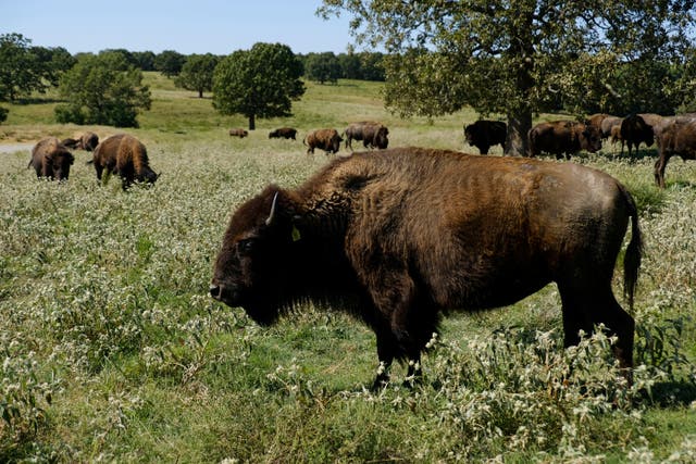 Bison Herd Restoration Native Spirituality