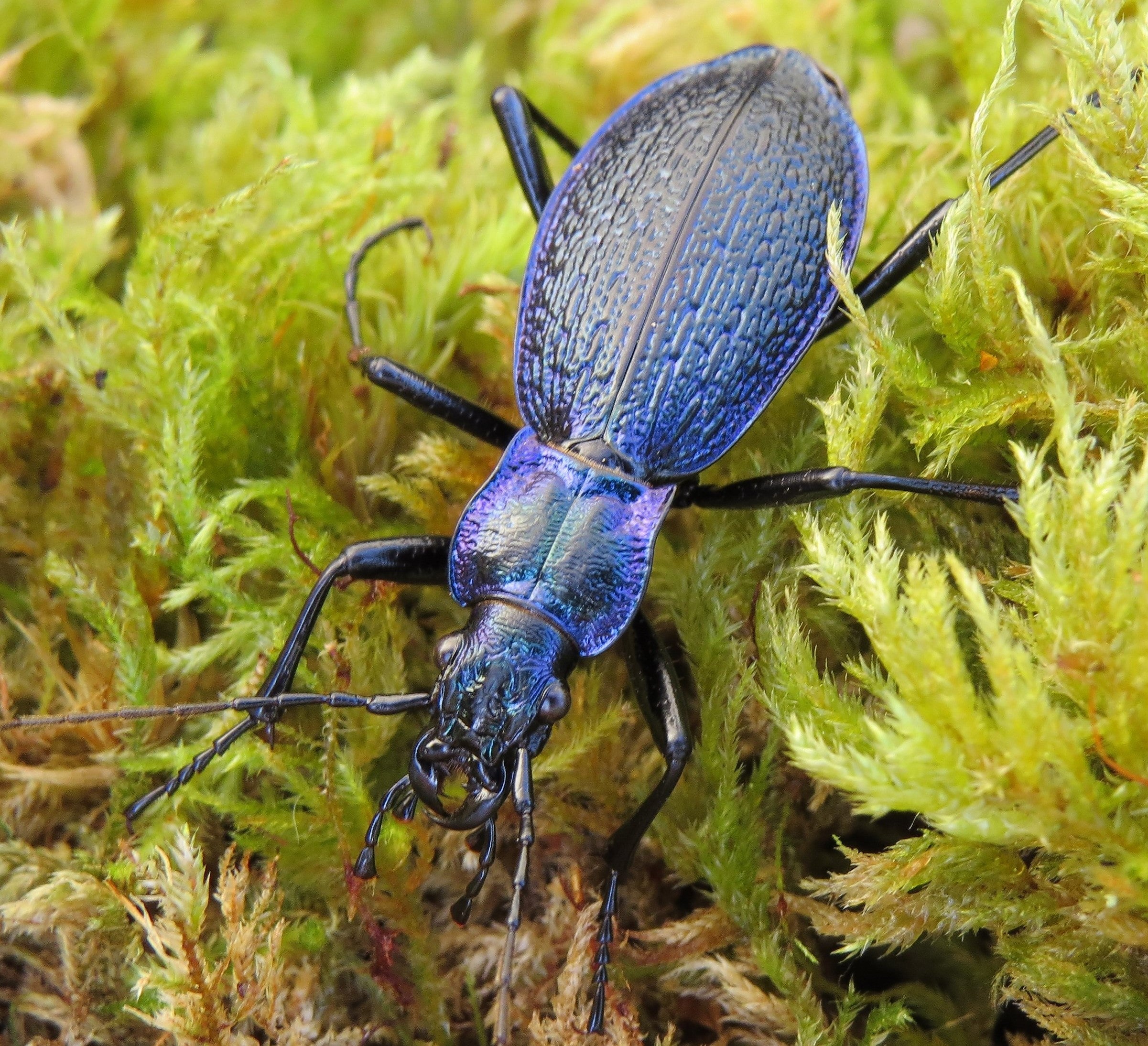 Look at that shiny carapace. The blue ground beetle on some moss in Devon