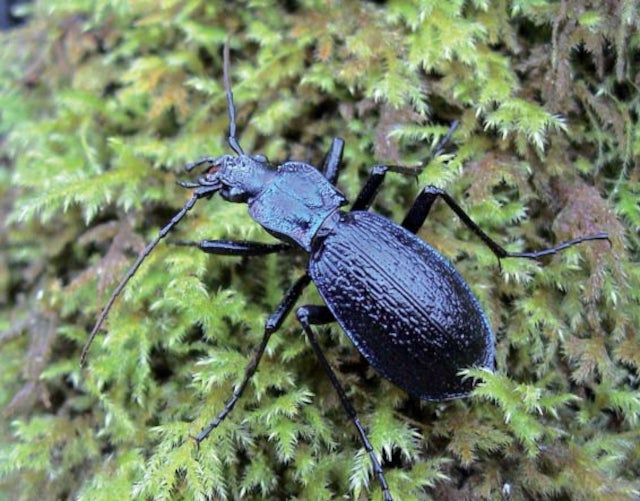 One of the newly found blue ground beetles in Devon