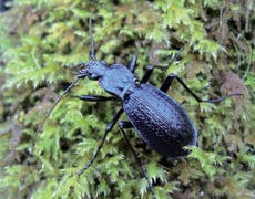 UK’s largest and rarest beetle, once thought to be extinct, discovered on Dartmoor