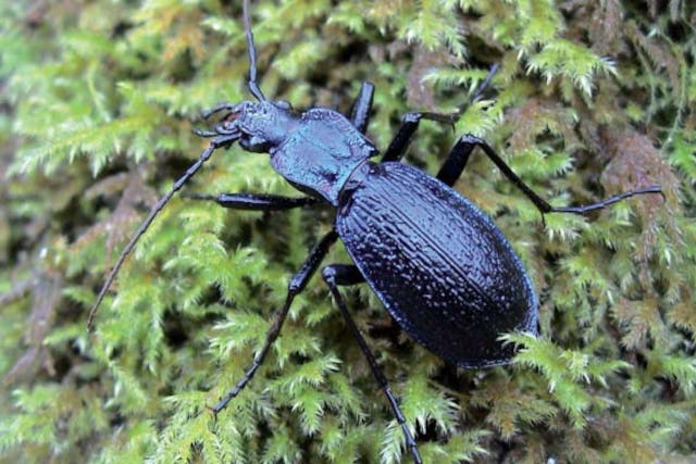 <p>One of the newly found blue ground beetles in Devon</p>