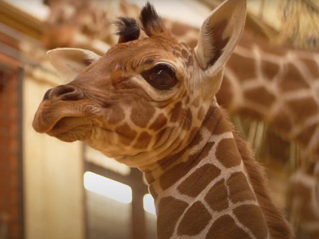 <p>Wilfred, the newborn giraffe at Whipsnade Zoo</p>