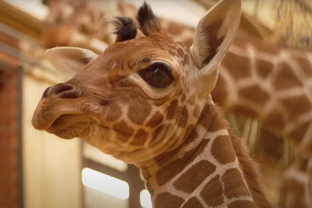 <p>Wilfred, the newborn giraffe at Whipsnade Zoo</p>