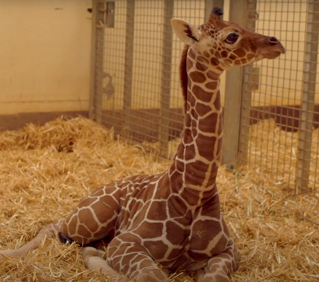 Wilfred the baby giraffe at Whipsnade Zoo