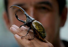Hard-working Colombian beetles clean garbage, retire as pets