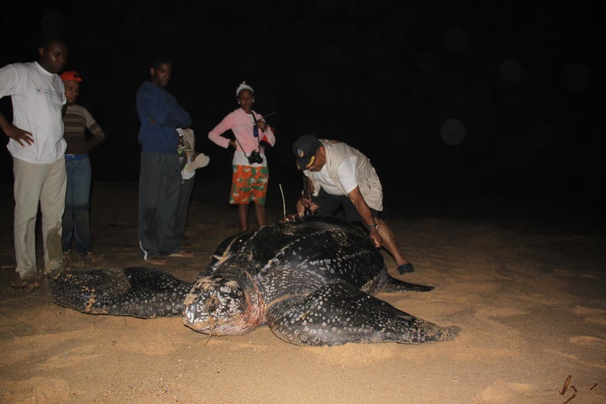 Turtle conservation in Angola make strides despite challenges