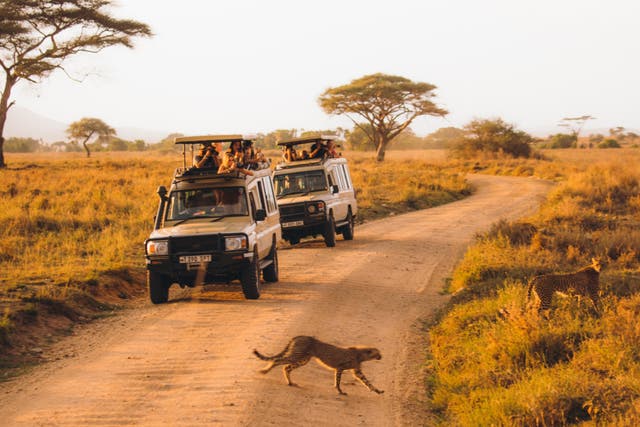 <p>On safari in Tanzania</p>