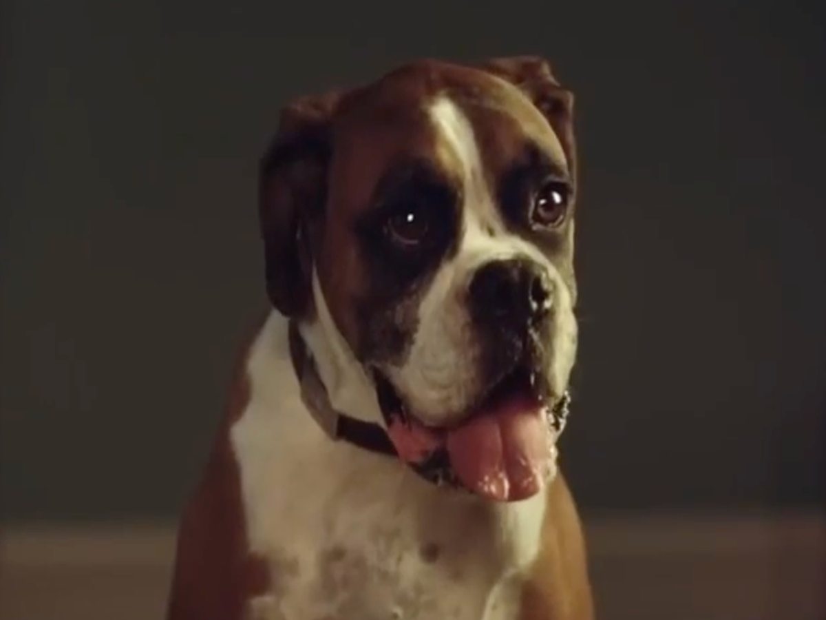 Buster the Boxer: Trampolining dog from John Lewis Christmas advert has  died | The Independent