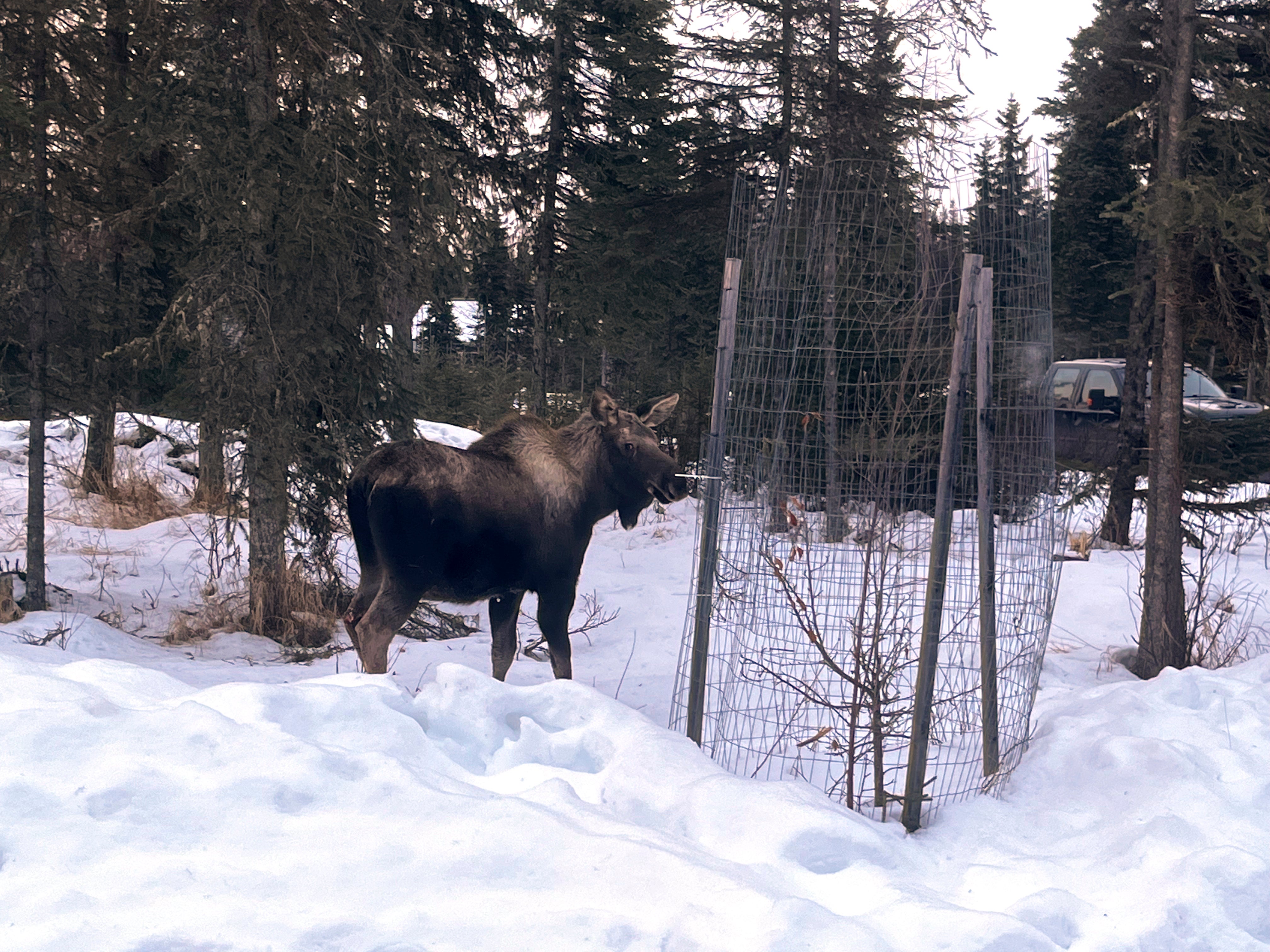 Alaska-Moose Rescue