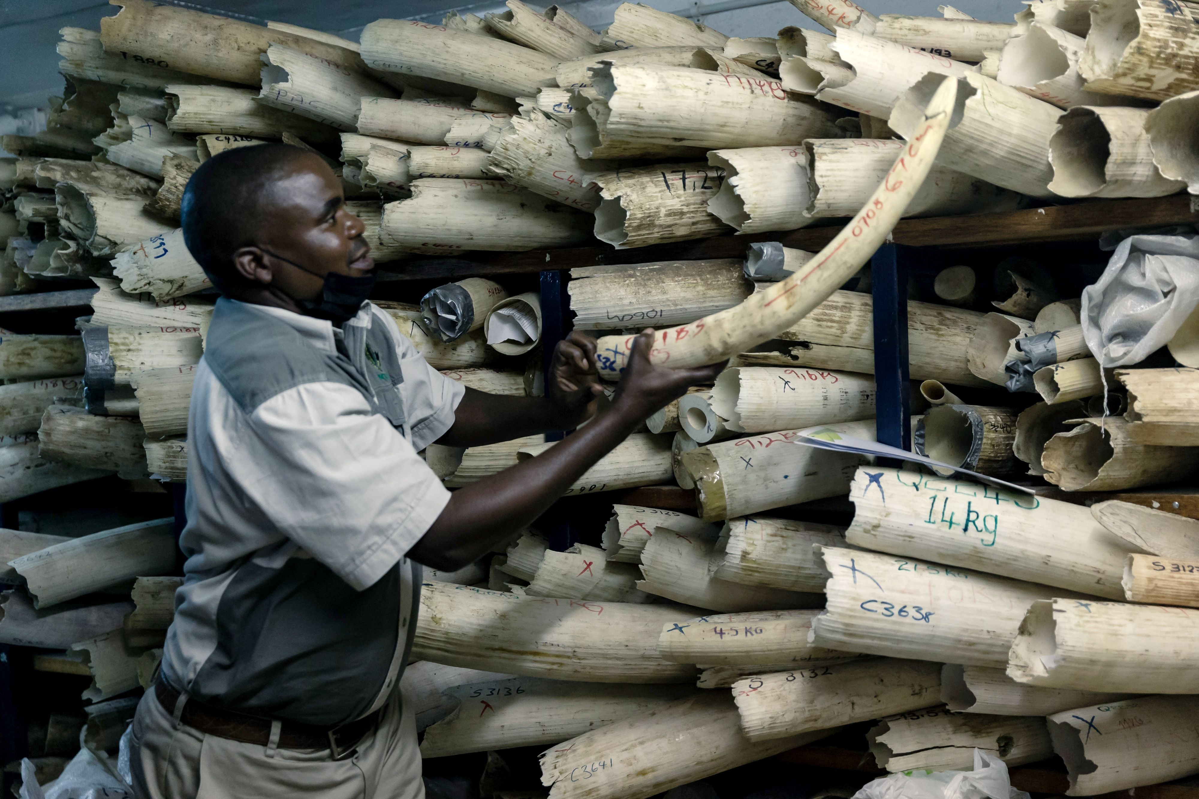 A member of staff of the Zimbabwe National Parks shows a piece of elephant ivory stored inside a strong room during a tour of the stockpile by EU envoys, in Harare, on 16 May 2022