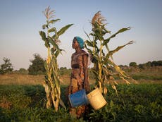 Mozambique struggles to rebuild after dual shock of climate change and insurgent violence