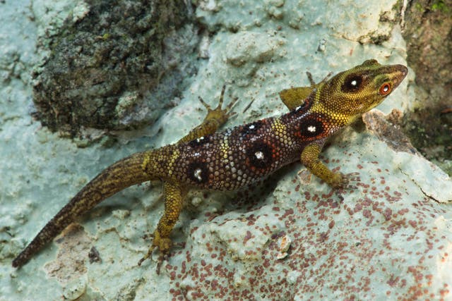 <p>The only known population of the rare Union Island gecko is confined to an ancient forest in St. Vincent and the Grenadines</p>