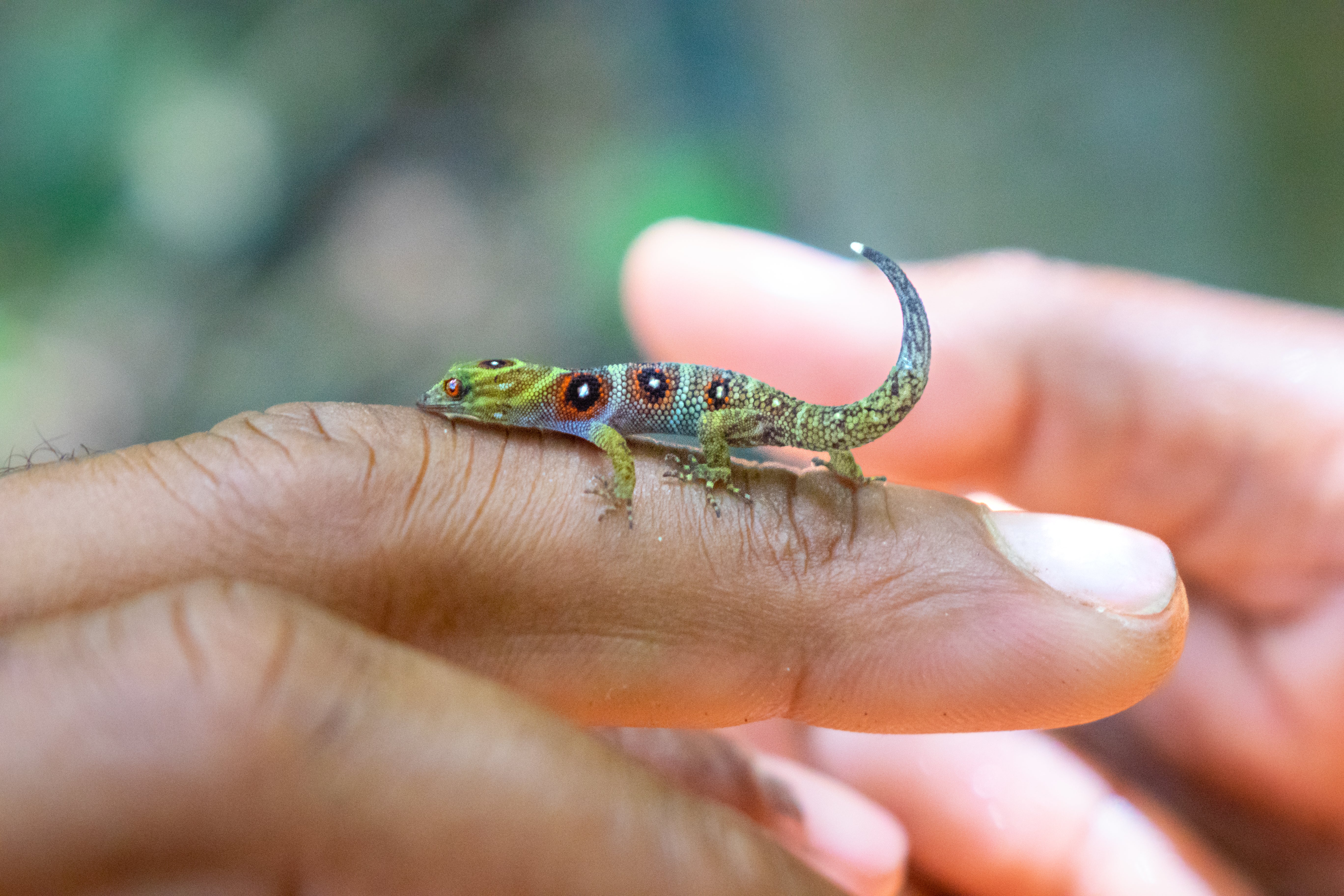 ‘Gem-like’ gecko makes Caribbean comeback | The Independent