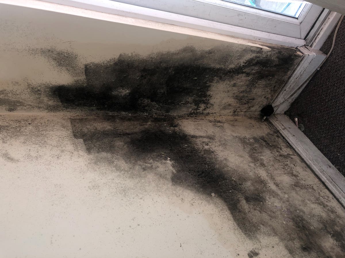 Mould definition: Mother says asthmatic son is ‘struggling to breathe’ in mould-ridden council flat