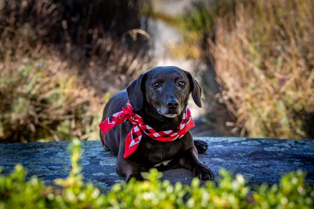 Struggling to keep up with the cost of your pet? (Alamy/PA)