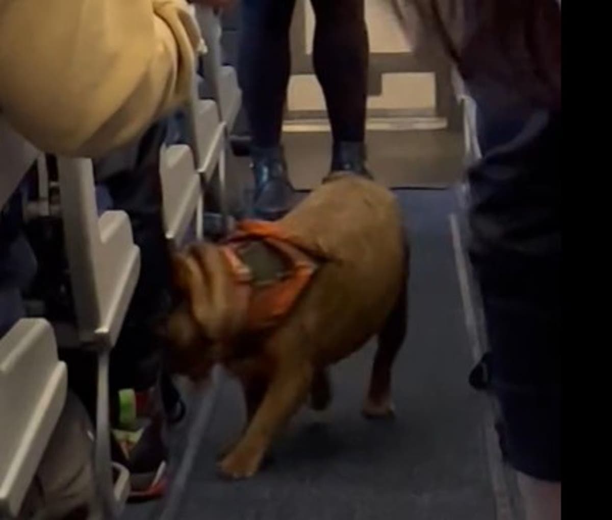 French bulldog escapes travel crate and frolics around plane after owner falls asleep