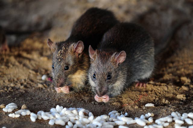 <p>(FILE) Rats eat grains of puffed rice in Allahabad on July 28, 2015. </p>
