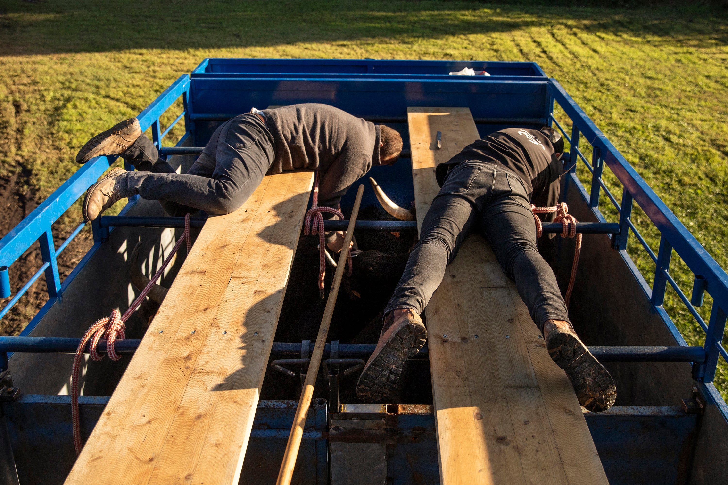 Breeders prepare their animals at the festival in Vauvert