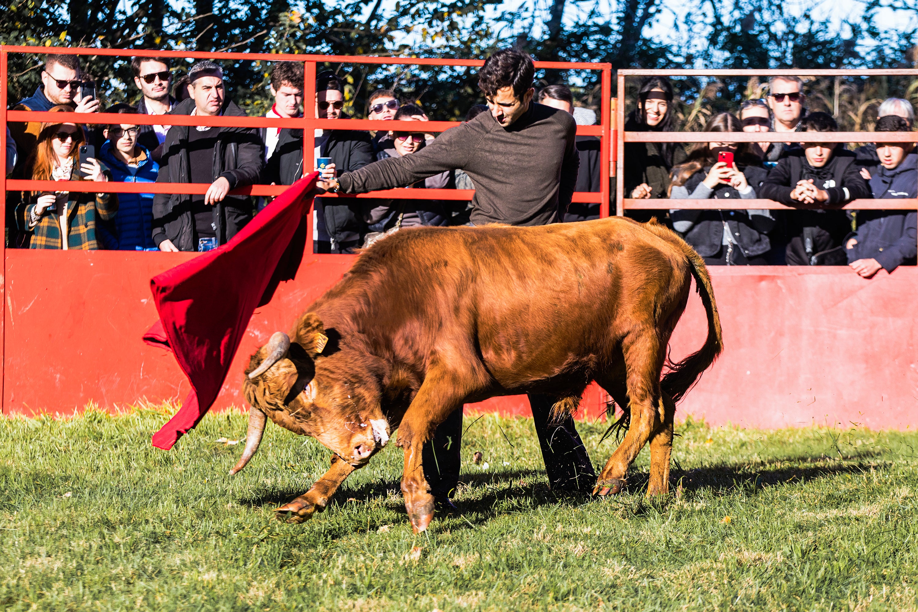 Charles Pasquier performs in a ‘tienta’, a mock Spanish bullfight without any killing