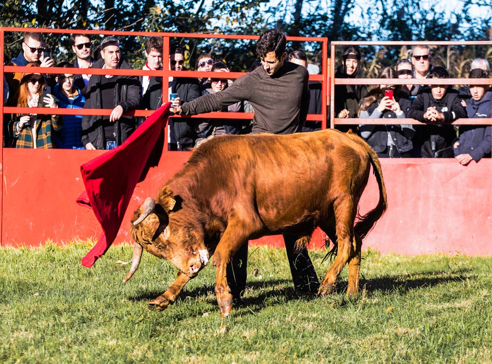 Bull Fighting Rink Southern France may be the last bastion of bullfighting | The Independent