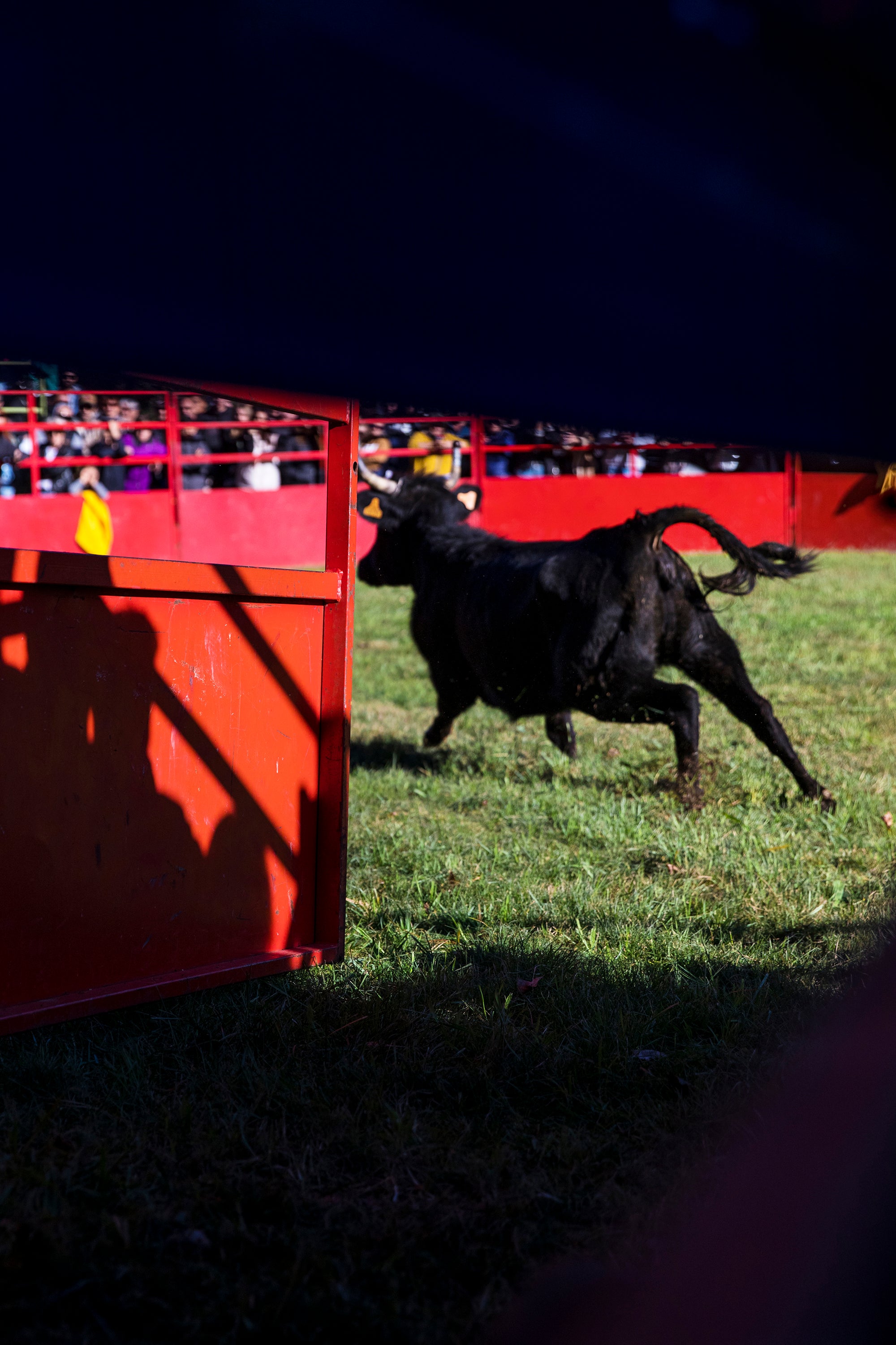 A bull released from the truck charges into the arena