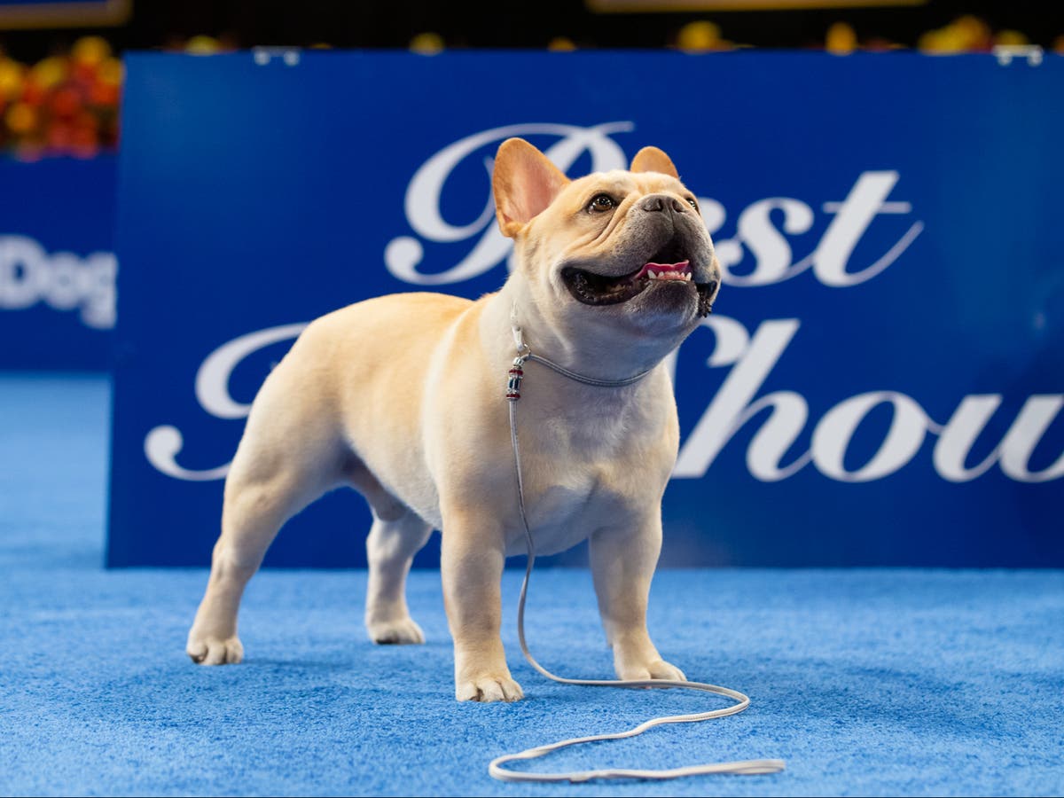 how much do you win for the national dog show