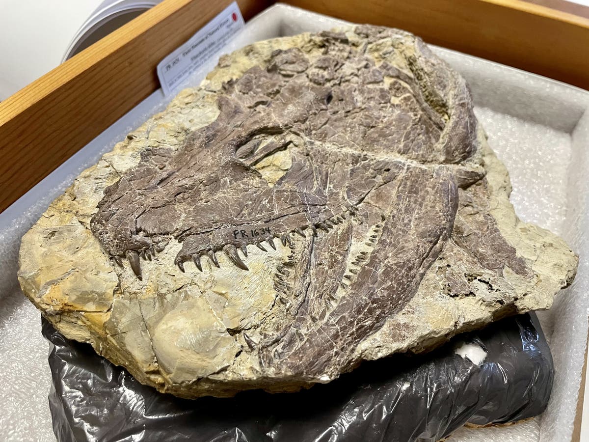 Whatseria: ‘T rex of its day’ ، مفترس تمساح مرتبط بالإنسان عاش قبل 340 مليون سنة
