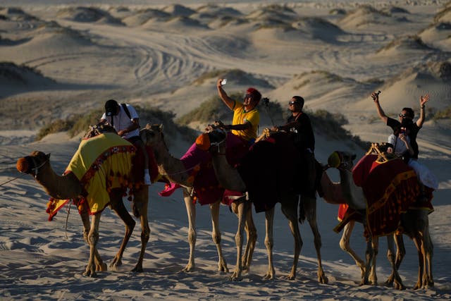WCup Camel Rides Soccer