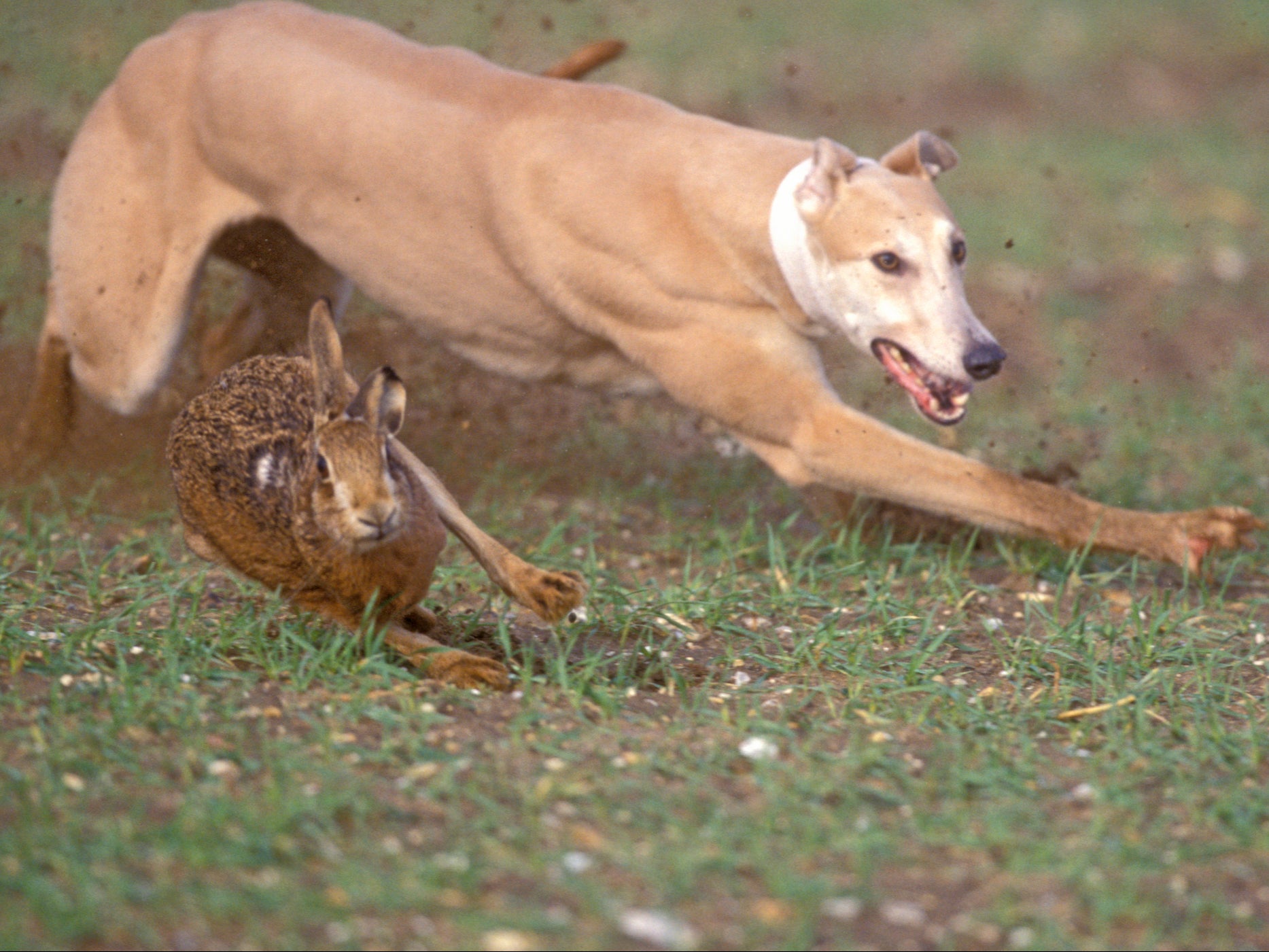 Hare coursing was banned in the UK in 2004, but illegal events are still held regularly