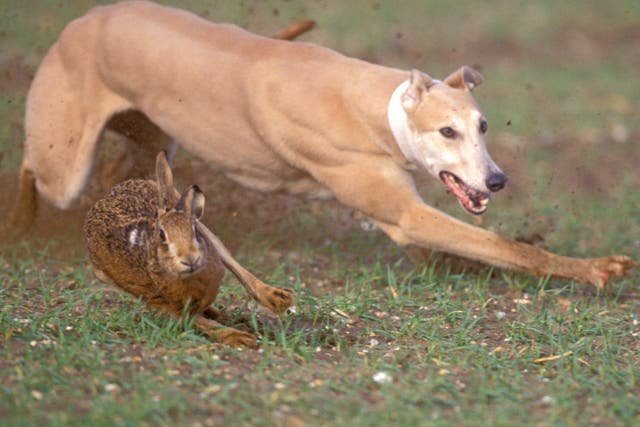<p>Hare coursing was banned in the UK in 2004, but illegal events are still held regularly</p>