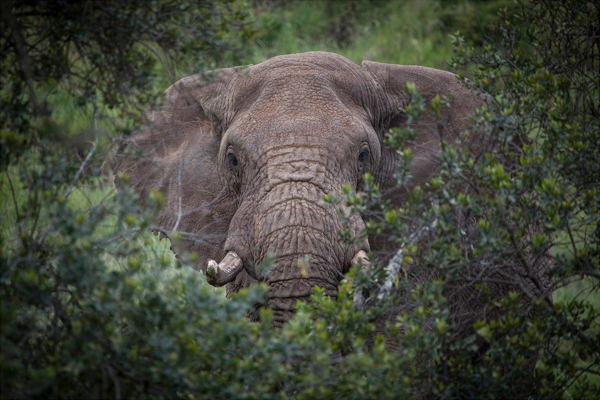 Stop talking about selling ivory – it’s time to move on