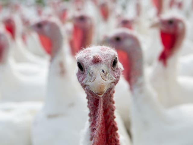 <p>Over 10 million of the birds will be killed – or have been killed already –  for Christmas this year </p>