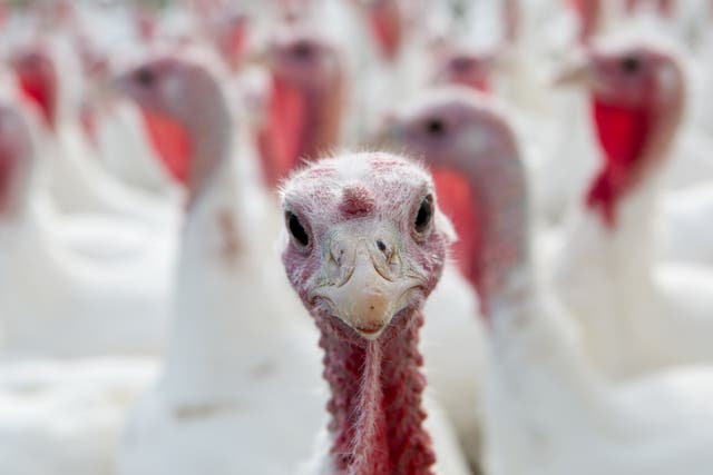 <p>Over 10 million of the birds will be killed – or have been killed already –  for Christmas this year </p>