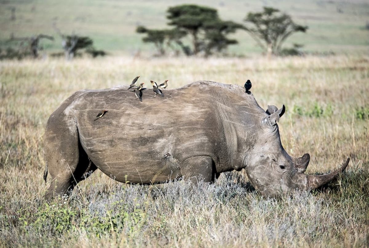 Zimbabwe rhino population up while rest of Africa sees decline