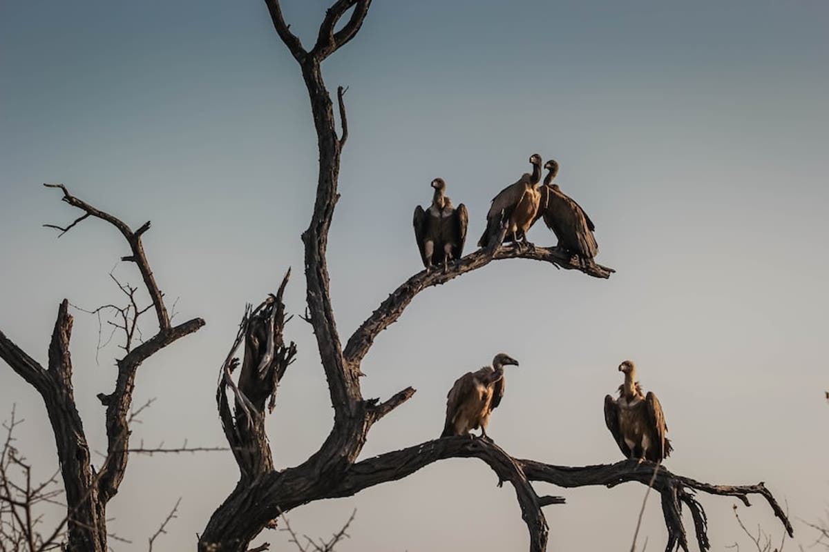 Can GPS tracking reduce cases of vulture poisoning in Zimbabwe?