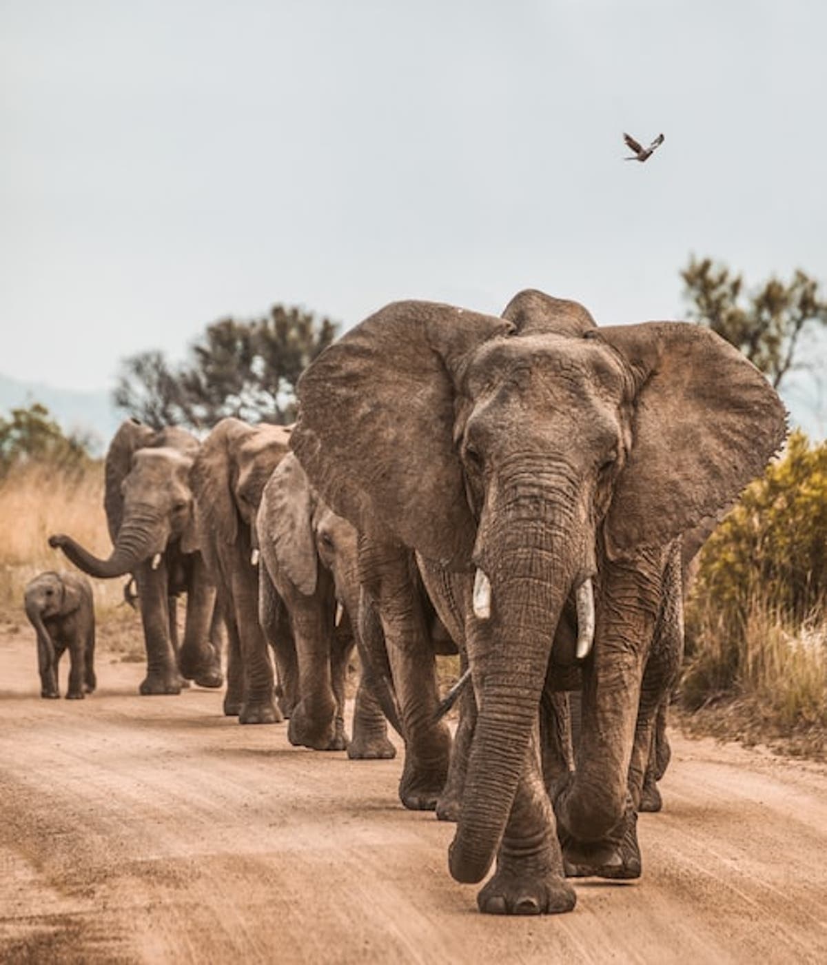Climate change is pushing Botswana&rsquo;s elephants further south