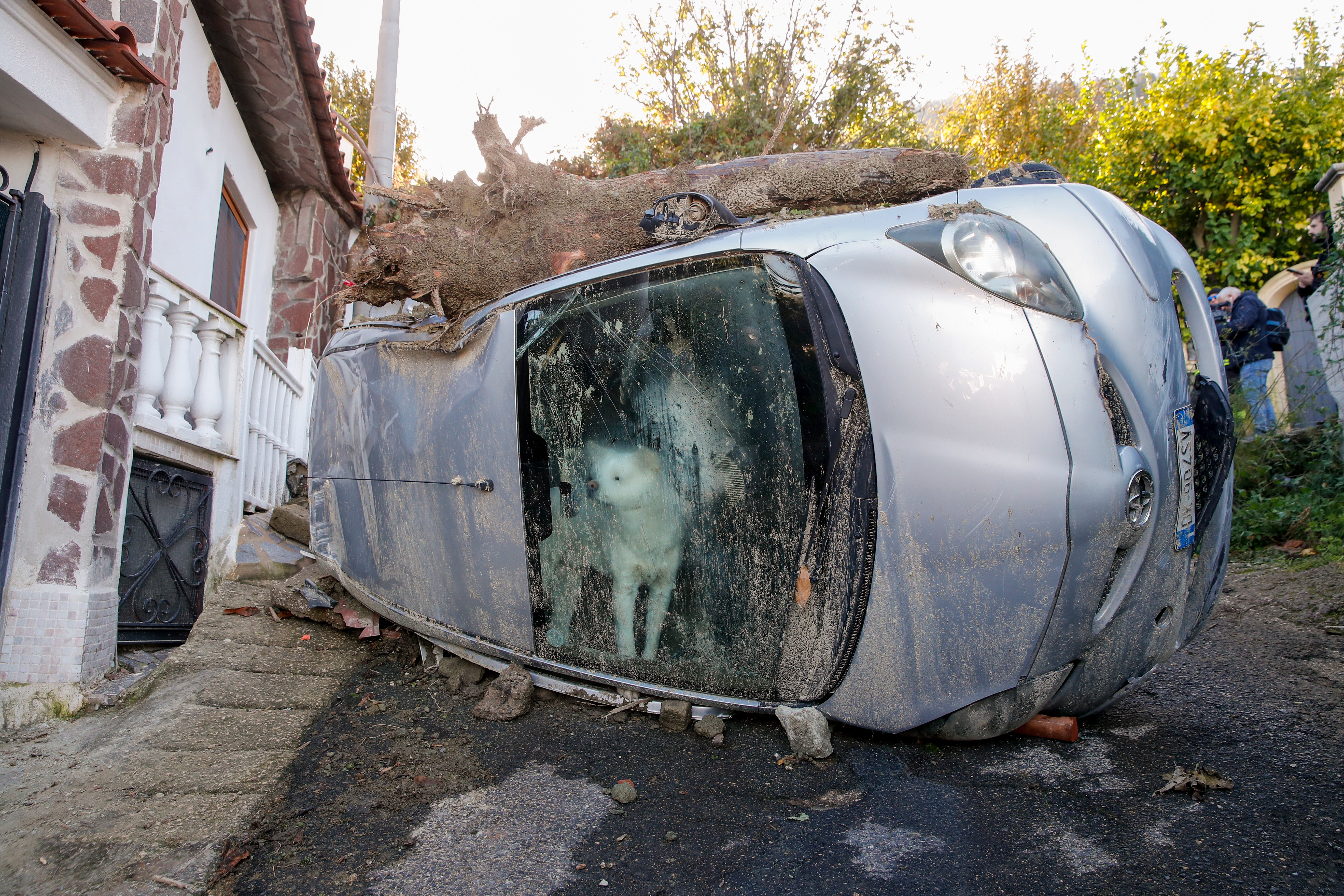 A dog trapped in his owners' car for some 72 hours peeks through the windscreen